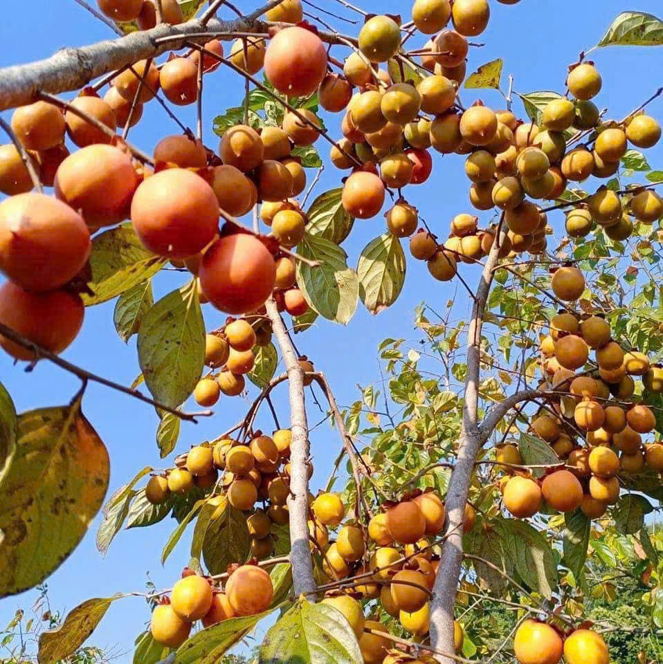 Hồng vành khuyên, loại quả đặc sản mang thương hiệu Xứ Lạng được nhiều địa phương triển khai hỗ trợ cho bà con Hồng vành khuyên, loại quả đặc sản mang thương hiệu Xứ Lạng được nhiều địa phương triển khai hỗ trợ cho bà con