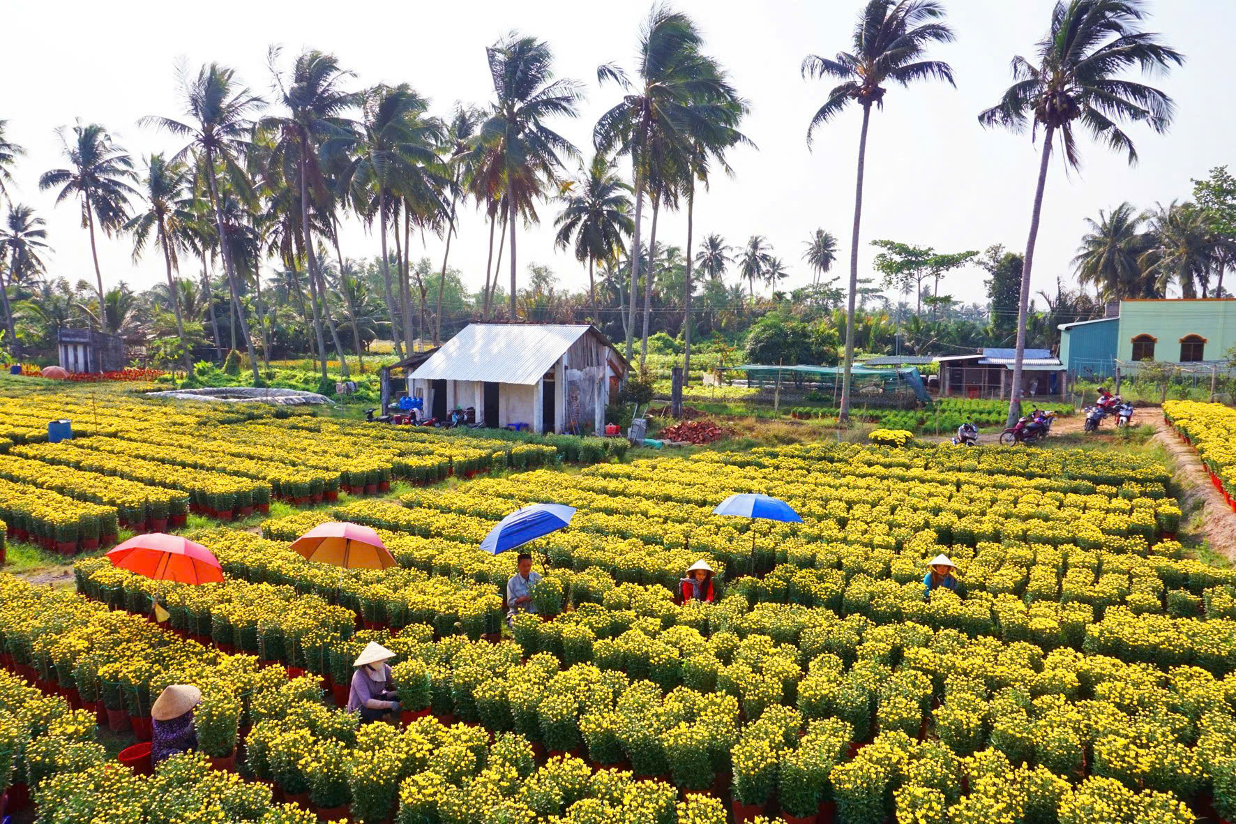 Sắp có lễ hội hoa - kiểng lớn ở Bến Tre, nông dân tỉ phú Sắp có lễ hội hoa - kiểng lớn ở Bến Tre, nông dân tỉ phú