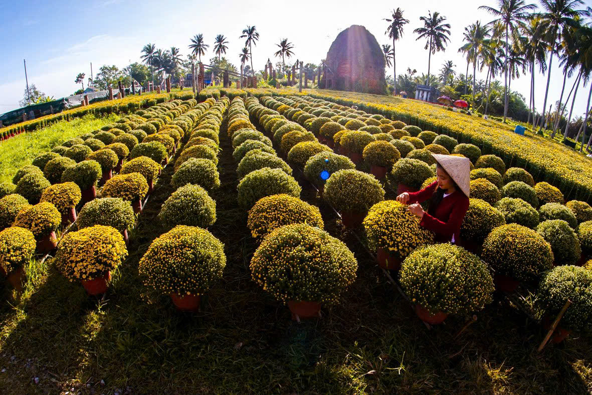 Sắp có lễ hội hoa - kiểng lớn ở Bến Tre, nông dân tỉ phú Sắp có lễ hội hoa - kiểng lớn ở Bến Tre, nông dân tỉ phú
