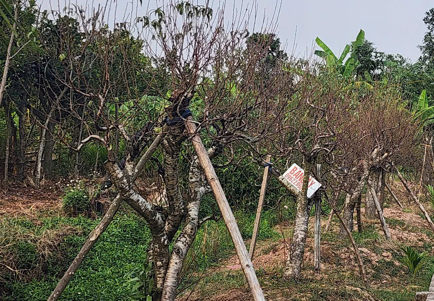 Vựa đào Thái Bình tất bật vào vụ Tết, thương lái đặt cả vườn- Ảnh 3. Vựa đào Thái Bình tất bật vào vụ Tết, thương lái đặt cả vườn- Ảnh 3.