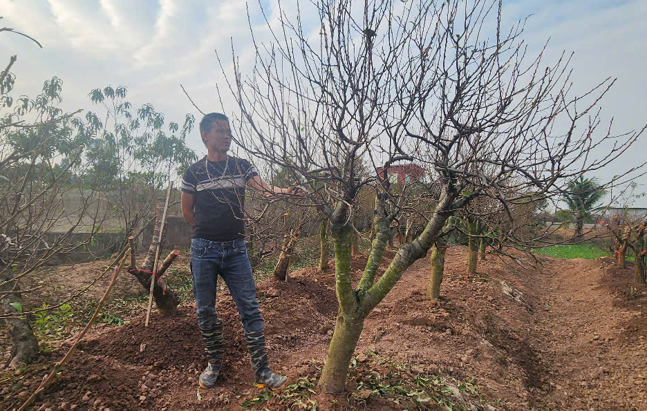 Vựa đào Thái Bình tất bật vào vụ Tết, thương lái đặt cả vườn- Ảnh 4. Vựa đào Thái Bình tất bật vào vụ Tết, thương lái đặt cả vườn- Ảnh 4.
