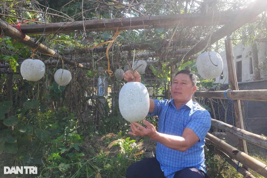 Trồng loài cây dây leo ra trái khổng lồ, thơm nức, nông dân rủng rỉnh tiền - 2 Trồng loài cây dây leo ra trái khổng lồ, thơm nức, nông dân rủng rỉnh tiền - 2