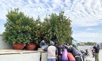 Quất từ Hội An ra chợ hoa Xuân Đà Nẵng - ảnh Thái Lâm