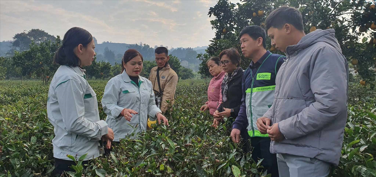 Các đại biểu tham quan mô hình chè tại huyện Thuận Châu, tỉnh Sơn La. Các đại biểu tham quan mô hình chè tại huyện Thuận Châu, tỉnh Sơn La.