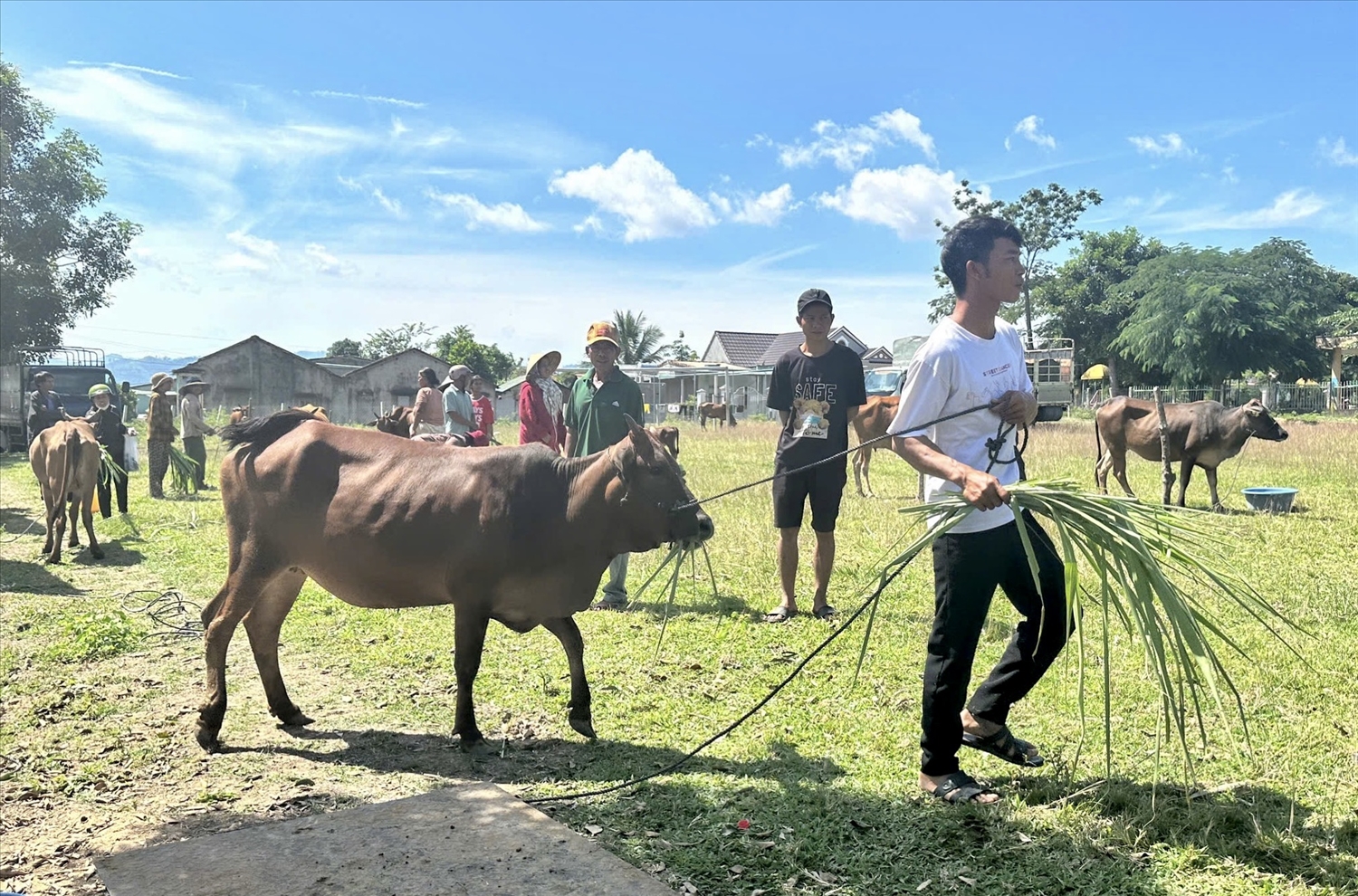 Xã Ya Xiêr, huyện Sa Thầy triển khai hỗ trợ bò cái sinh sản cho các hộ đồng bào DTTS nghèo Xã Ya Xiêr, huyện Sa Thầy triển khai hỗ trợ bò cái sinh sản cho các hộ đồng bào DTTS nghèo