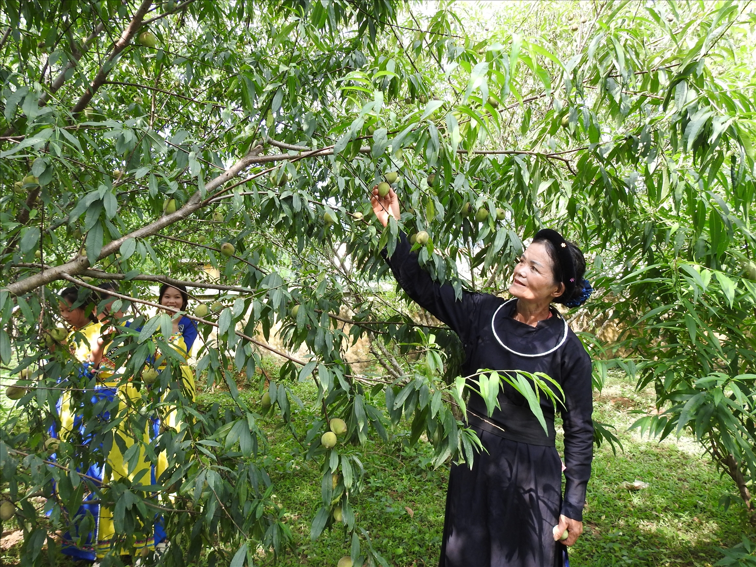 Nhờ triển khai tốt các nội dung của Dự án 8, Chương trình MTQG 1719 đã từng bước thay đổi nếp nghĩ, cách làm, nâng cao quyền năng kinh tế cho phụ nữ Nhờ triển khai tốt các nội dung của Dự án 8, Chương trình MTQG 1719 đã từng bước thay đổi nếp nghĩ, cách làm, nâng cao quyền năng kinh tế cho phụ nữ