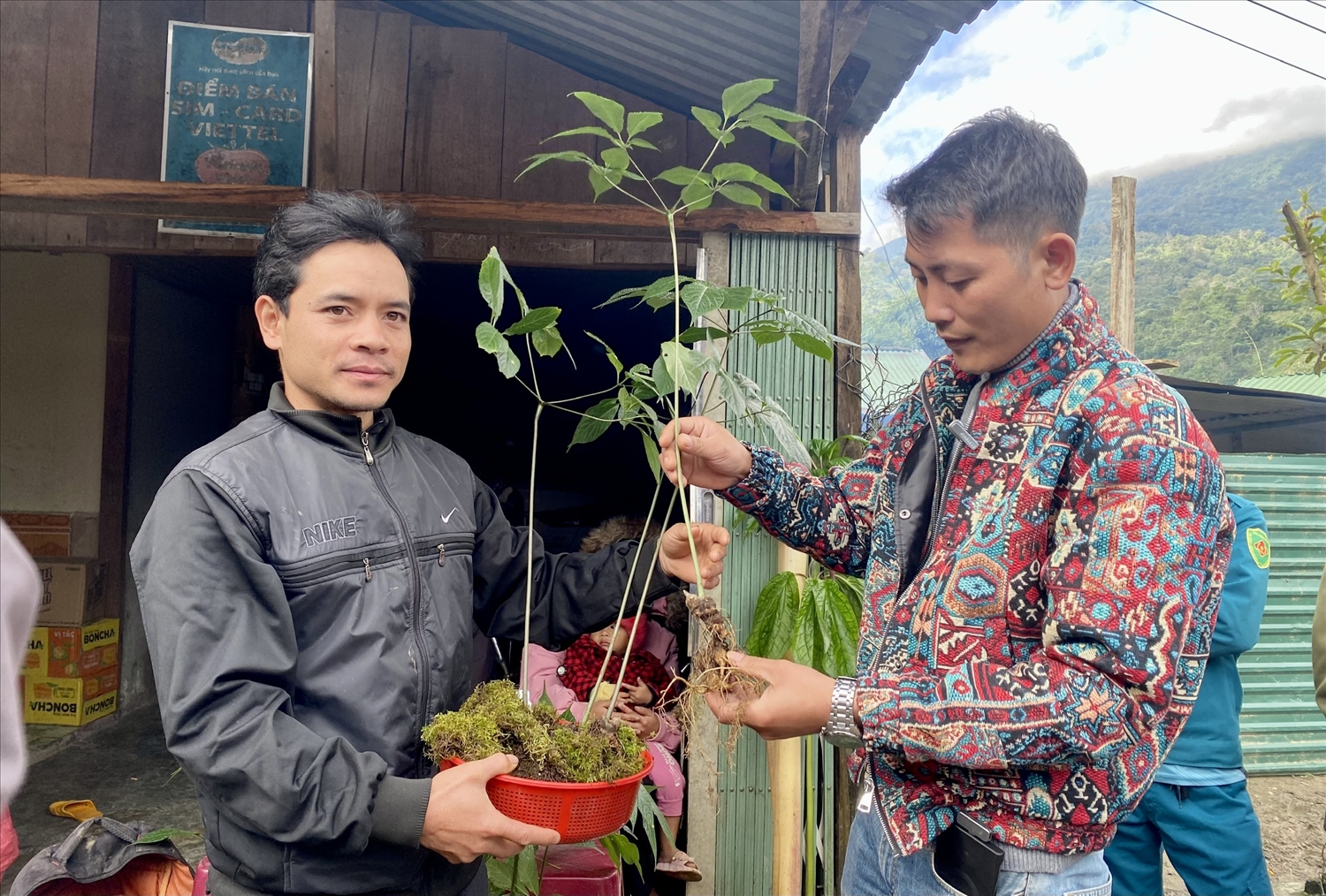 Anh A Nâm (bên trái), thôn Làng Mới, xã Mường Hoong, huyện Đăk Glei có cuộc sống khá giả nhờ trồng sâm Ngọc Linh Anh A Nâm (bên trái), thôn Làng Mới, xã Mường Hoong, huyện Đăk Glei có cuộc sống khá giả nhờ trồng sâm Ngọc Linh