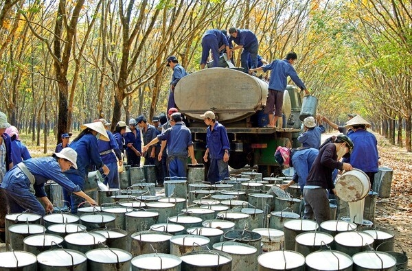 Dự báo xuất khẩu cao su tiếp tục tăng 10% trong năm 2025 (Ảnh IT) Dự báo xuất khẩu cao su tiếp tục tăng 10% trong năm 2025 (Ảnh IT)