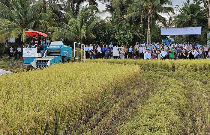 Thu hoạch lúa bằng máy gặp đập liên hợp tại ""Mô hình thí điểm thực hiện Đề án 1 triệu hécta lúa chất lượng cao, phát thải thấp tại TP Cần Thơ". Thu hoạch lúa bằng máy gặp đập liên hợp tại ""Mô hình thí điểm thực hiện Đề án 1 triệu hécta lúa chất lượng cao, phát thải thấp tại TP Cần Thơ".