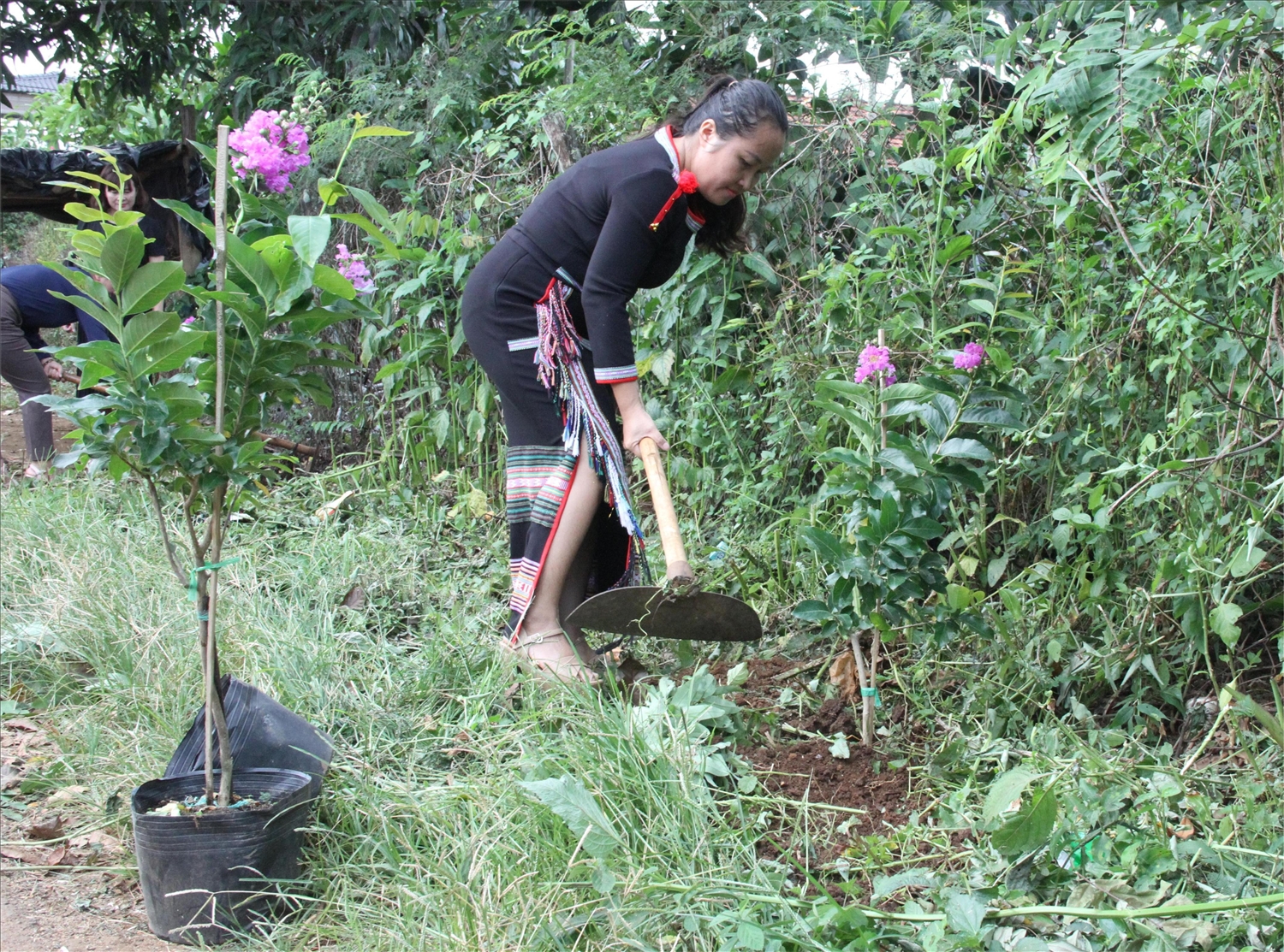 Phòng Dân tộc huyện Krông Ana và các đơn vị kết nghĩa tặng buôn Drai 120 cây bằng lăng để tạo cảnh quan buôn làng Phòng Dân tộc huyện Krông Ana và các đơn vị kết nghĩa tặng buôn Drai 120 cây bằng lăng để tạo cảnh quan buôn làng