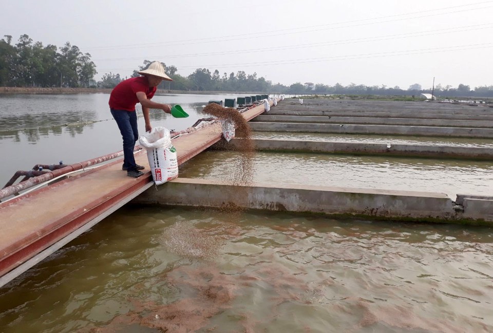 Nuôi trồng thủy sản tại Hợp tác xã Thuỷ sản công nghệ cao Đại Áng, huyện Thanh Trì.