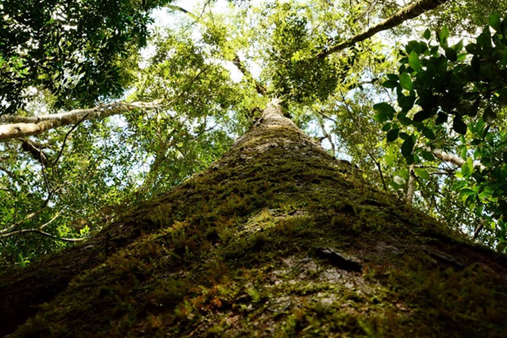 Loài cây quý hiếm ở Việt Nam, thế giới không nơi nào có - Hình 2 Loai cay quy hiem o Viet Nam, the gioi khong noi nao co-Hinh-2