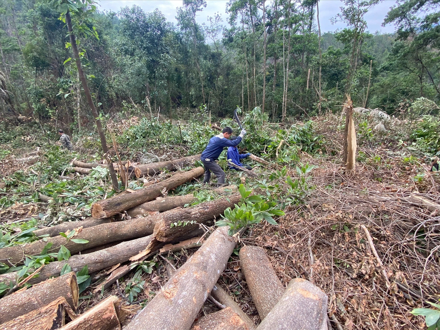 Công nhân đang khai thác những cây gỗ bị bão làm gãy, đổ la liệt Công nhân đang khai thác những cây gỗ bị bão làm gãy, đổ la liệt