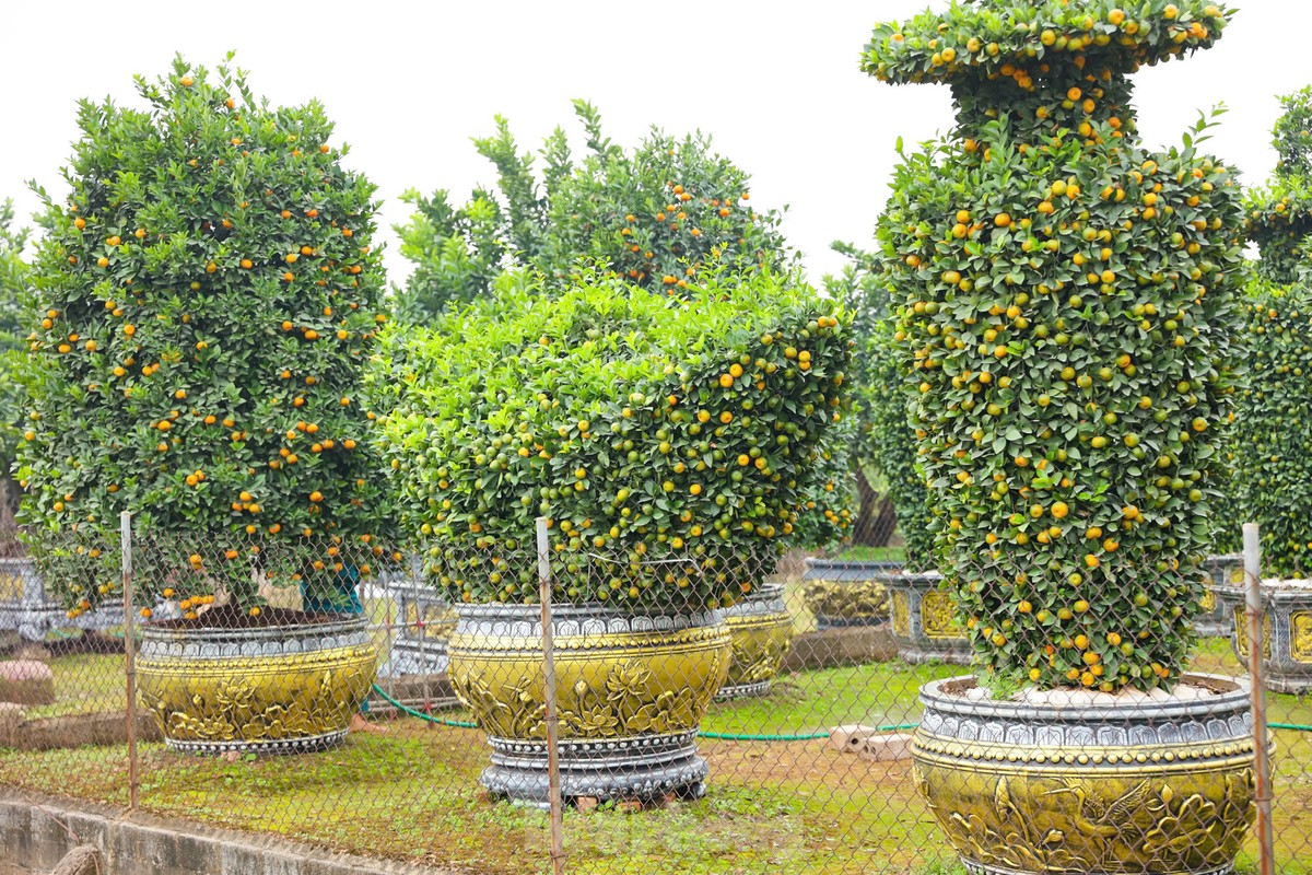 Chưa đến Tết, quýt 'bình hút lộc' khổng lồ giá chục triệu đồng đã cháy hàng ảnh 16