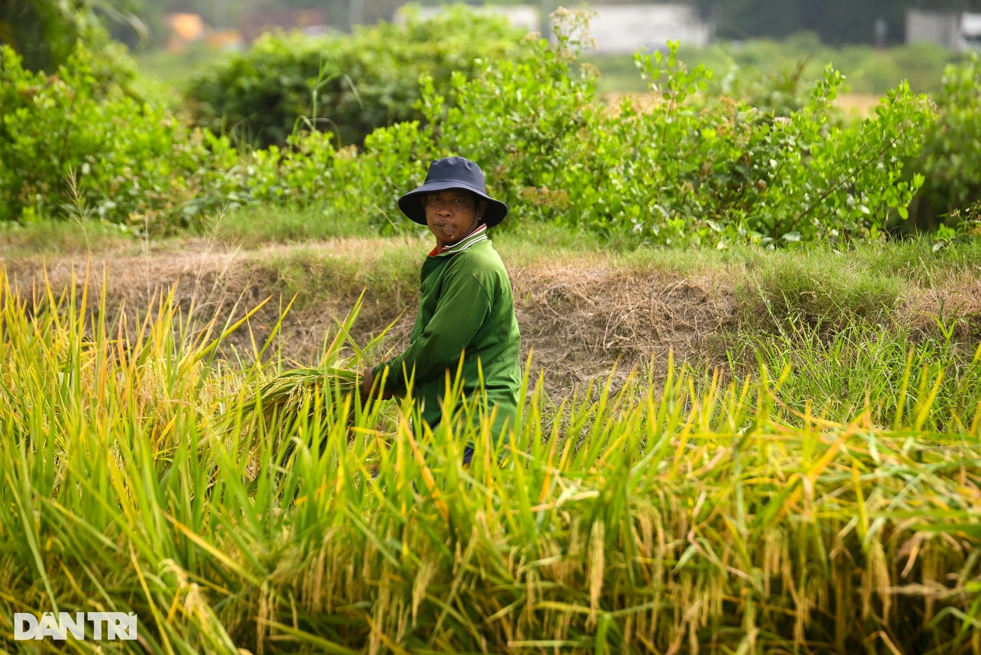 Người dân TPHCM tất bật gặt lúa trên cánh đồng ở khu đất kim cương - 4 Người dân TPHCM tất bật gặt lúa trên cánh đồng ở khu đất kim cương - 4