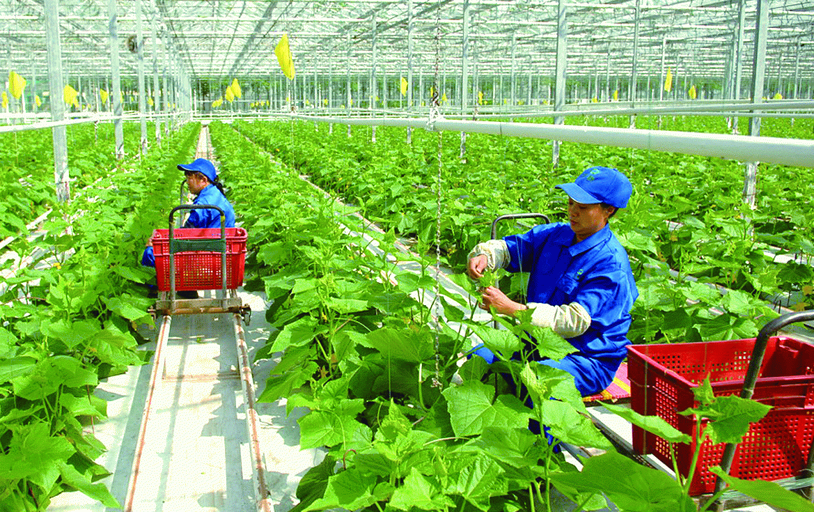 Nghị định về xây dựng và phát triển nhãn hiệu, thương hiệu nông sản Việt Nam góp phần quảng bá thương hiệu nông sản Việt (Ảnh IT) Nghị định về xây dựng và phát triển nhãn hiệu, thương hiệu nông sản Việt Nam góp phần quảng bá thương hiệu nông sản Việt (Ảnh IT)