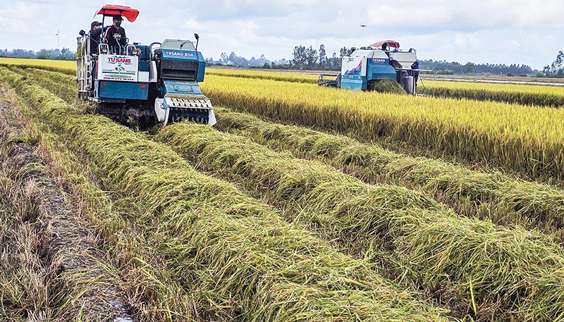 Thu hoạch lúa trong mô hình canh tác lúa CLC và PTT tại HTX Tiến Thuận. Thu hoạch lúa trong mô hình canh tác lúa CLC và PTT tại HTX Tiến Thuận.