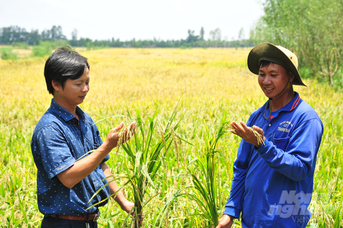 anh-1-145952_190-145954.jpg Từ vụ đông xuân 2023 – 2024, dự án trồng lúa sinh thái bắt đầu được triển khai trên diện tích 200ha tại khu vực tiếp giáp khu A4 của Vườn Quốc gia Tràm Chim. Ảnh: Lê Hoàng Vũ.