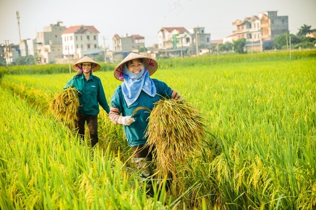Tổng kim ngạch xuất khẩu nông lâm thủy sản toàn ngành ước đạt mức cao kỷ lục 62,5 tỷ USD (Ảnh IT) Tổng kim ngạch xuất khẩu nông lâm thủy sản toàn ngành ước đạt mức cao kỷ lục 62,5 tỷ USD (Ảnh IT)