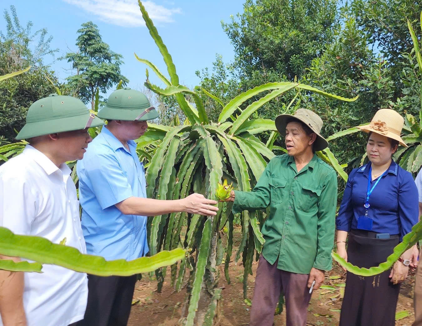Lãnh đạo huyện Thuận Châu thăm mô hình thanh long ruột đỏ tại xã Chiềng Pha, huyện Thuận Châu (Sơn La) Lãnh đạo huyện Thuận Châu thăm mô hình thanh long ruột đỏ tại xã Chiềng Pha, huyện Thuận Châu (Sơn La)