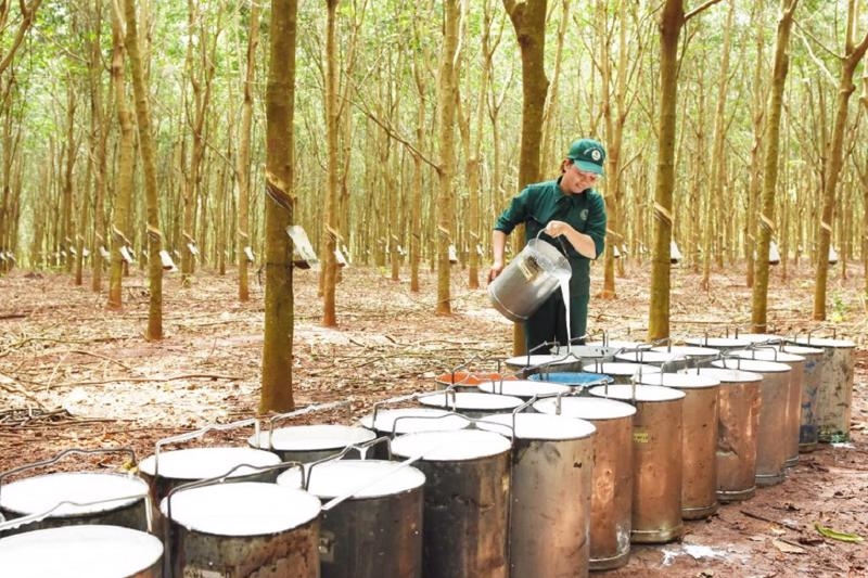 Tháng 11/2024, xuất khaaro cao su giảm về lương nhưng tăng giá trị (Ảnh IT) Tháng 11/2024, xuất khaaro cao su giảm về lương nhưng tăng giá trị (Ảnh IT)