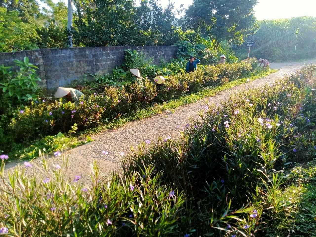 Nhân dân chăm sóc tuyến đường hoa Nhân dân chăm sóc tuyến đường hoa