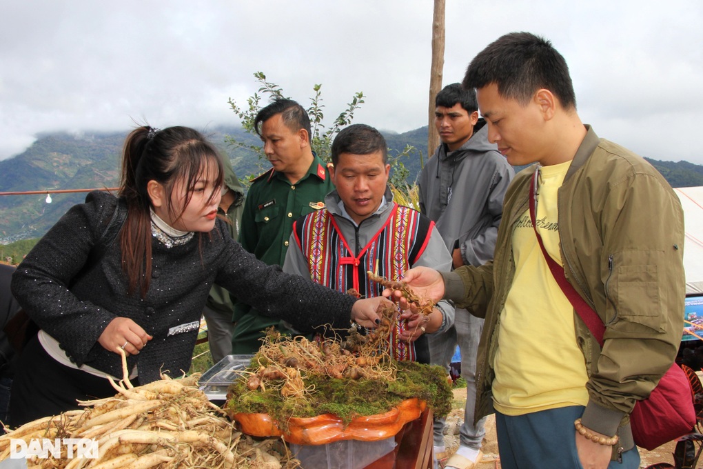 Hàng trăm hộ dân làm giàu, tậu ô tô nhờ cây quốc bảo - 1 Hàng trăm hộ dân làm giàu, tậu ô tô nhờ cây quốc bảo - 1