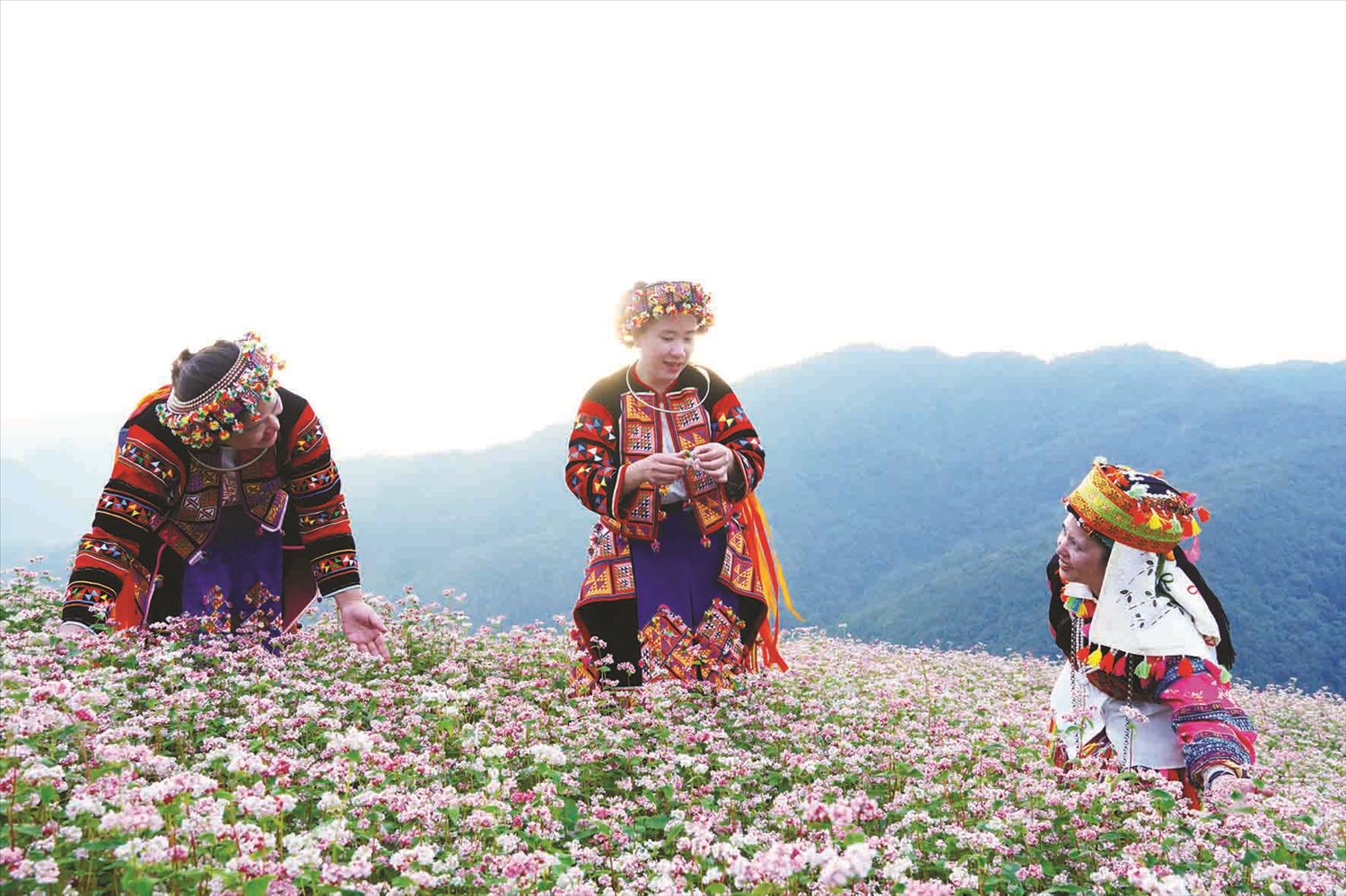 Mùa hoa tam giác mạch hằng năm thu hút đông đảo du khách đến Hà Giang tham quan, trải nghiệm. Mùa hoa tam giác mạch hằng năm thu hút đông đảo du khách đến Hà Giang tham quan, trải nghiệm.