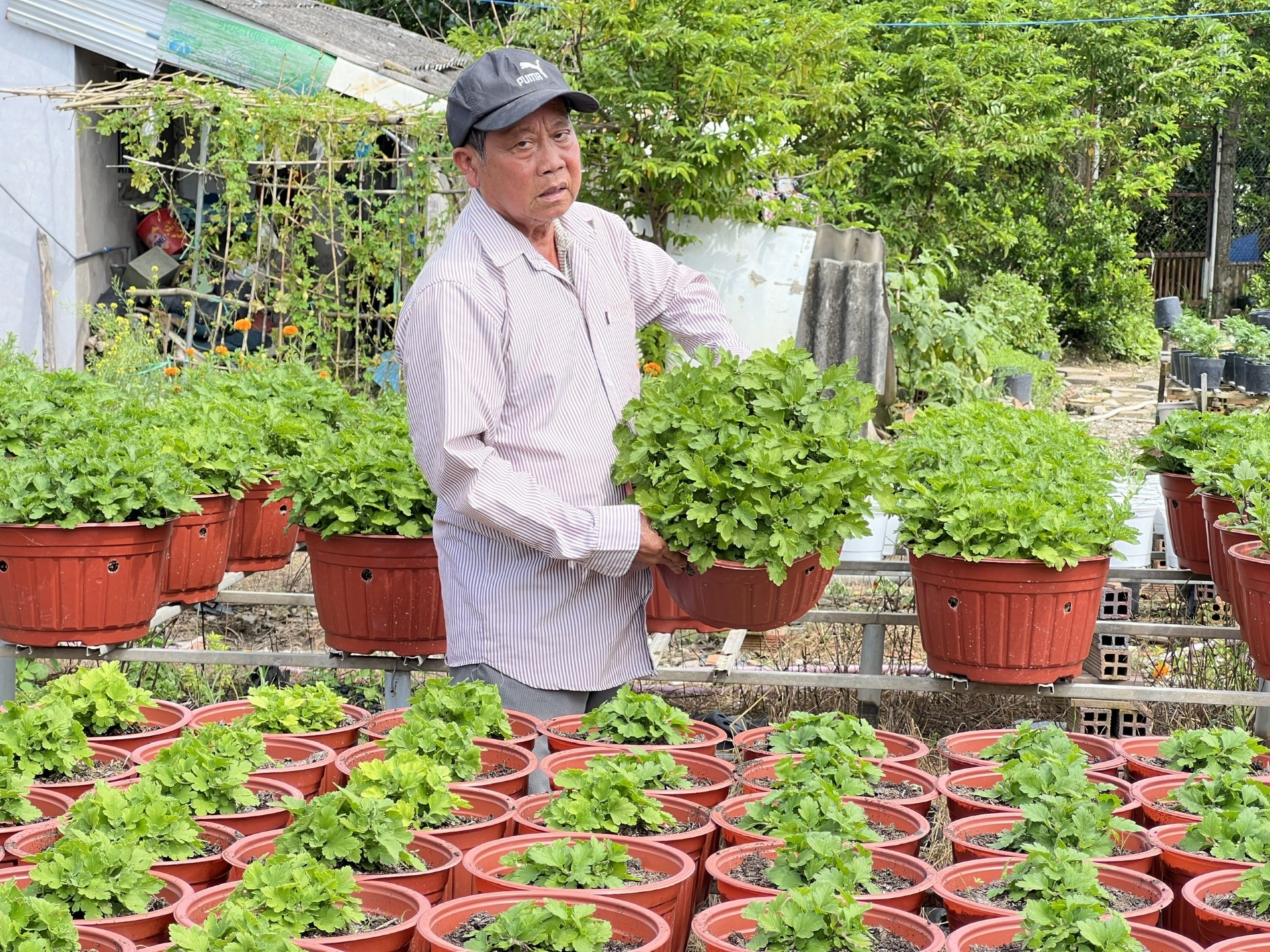 Kỳ vọng vào vụ hoa Tết- Ảnh 1. Kỳ vọng vào vụ hoa Tết- Ảnh 1.