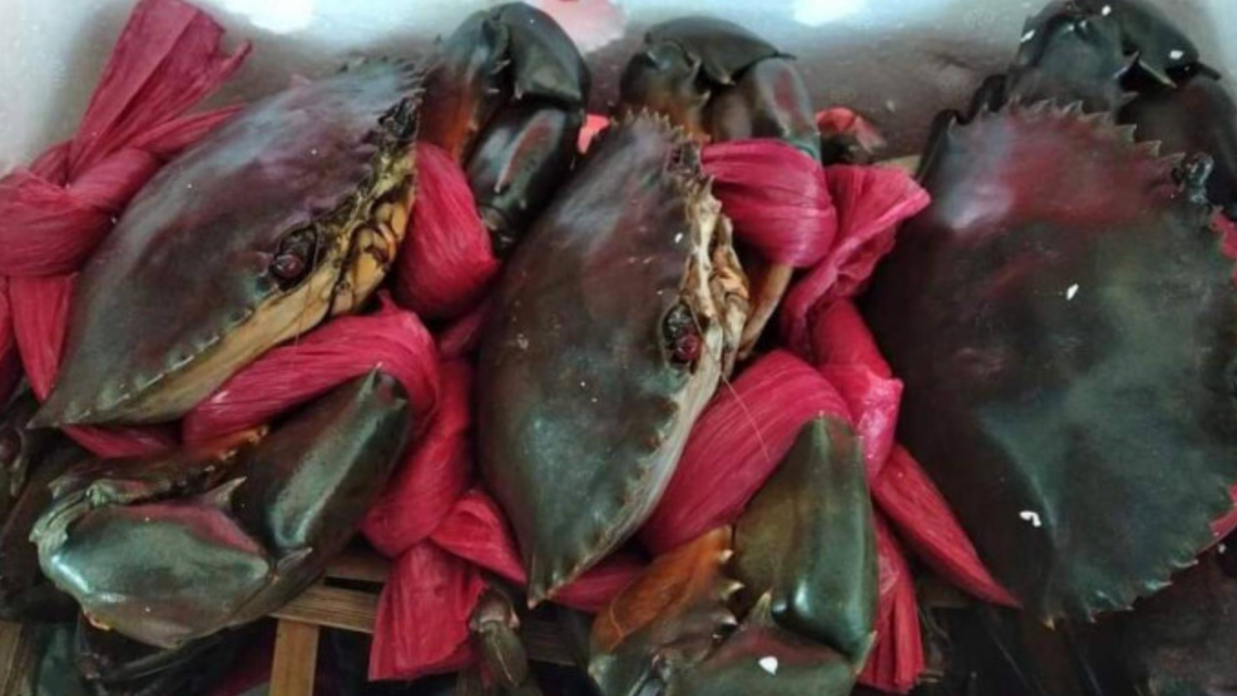 Nghiên cứu phát triển các món ăn từ cua Cà Mau- Ảnh 2. Nghiên cứu phát triển các món ăn từ cua Cà Mau- Ảnh 2.