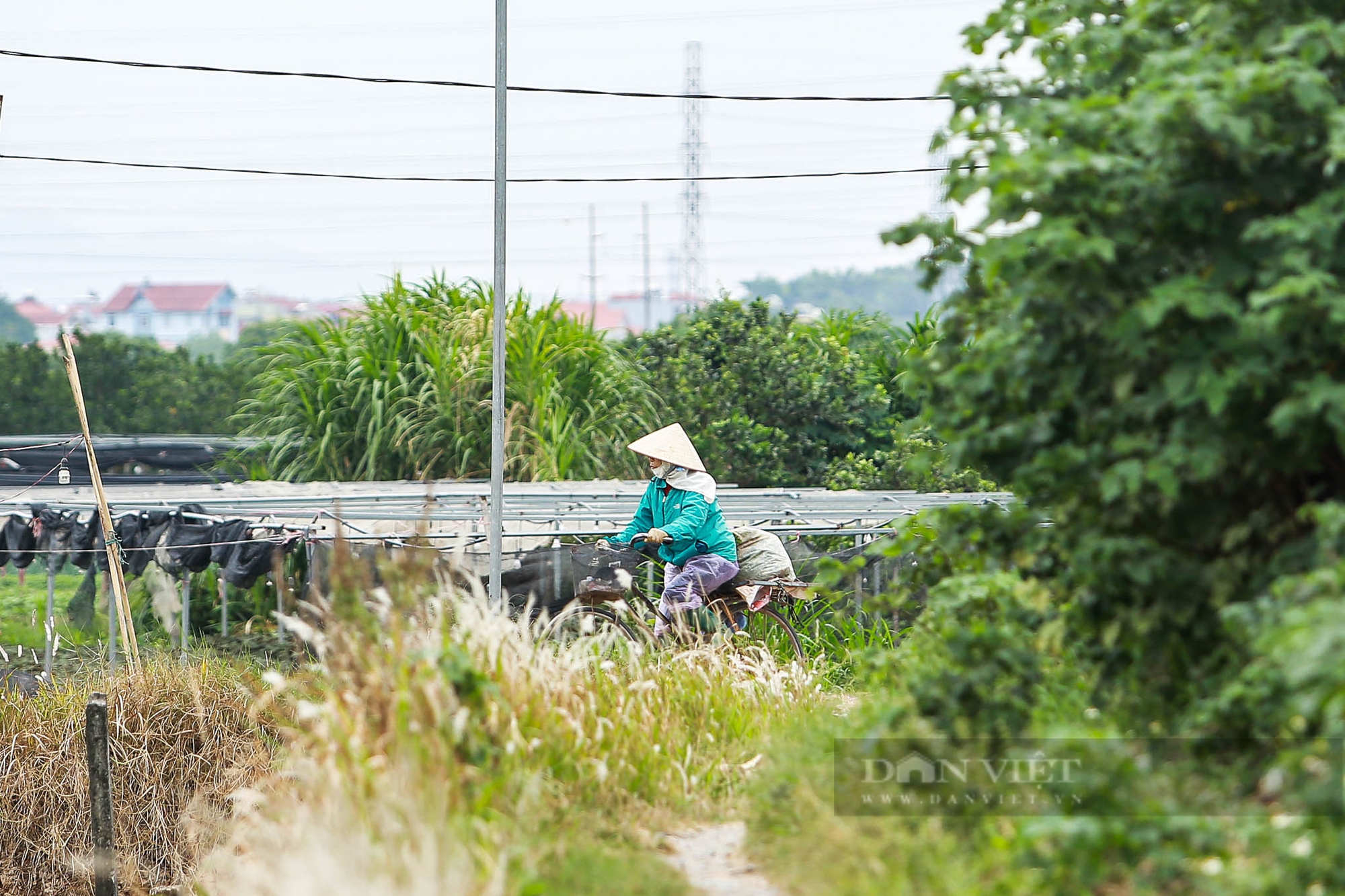 Nông dân Hà Nội trùm khăn kín mít, mặc áo mưa ra đồng làm việc dưới cái lạnh chỉ 15 độ C- Ảnh 1. Nông dân Hà Nội trùm khăn kín mít, mặc áo mưa ra đồng làm việc dưới cái lạnh chỉ 15 độ C- Ảnh 1.