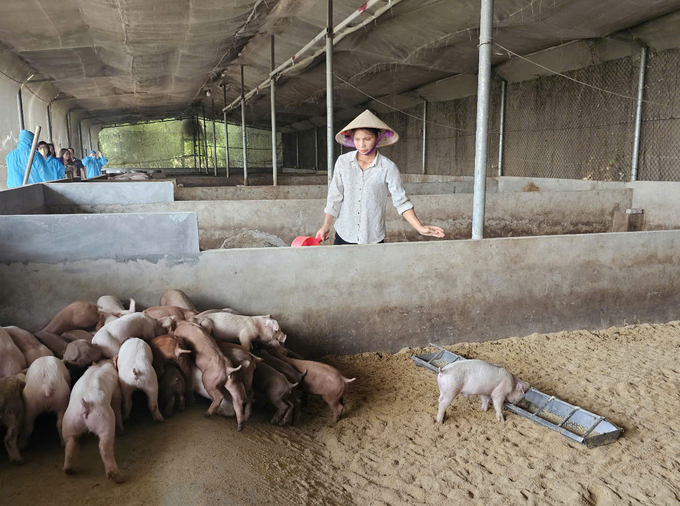 vp4-143527_96.jpg Mô hình hỗ trợ người dân chăn nuôi theo hướng hữu cơ ở Vĩnh Phúc. Ảnh: Hoàng Anh.