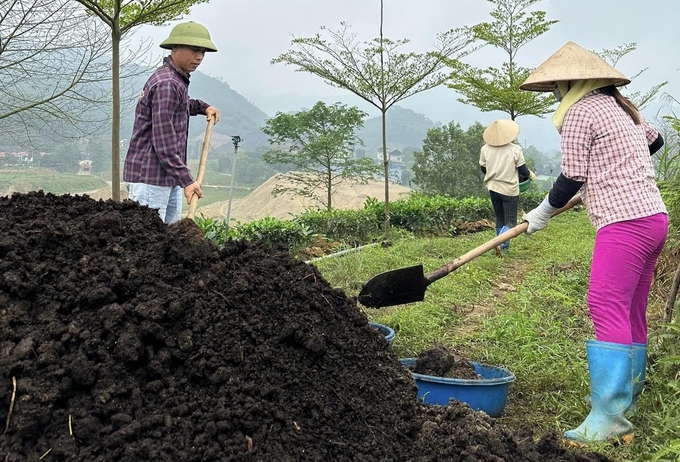 nong-trai-che-trung-du-lam-huu-co-161808_969.jpg Nông trại trà trung du Thu Luân chuẩn bị phân hữu cơ vi sinh để bón cho vùng chè trung du. Ảnh: Quang Linh.