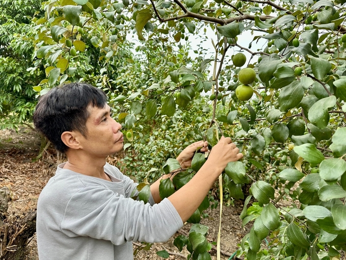 tao-dai--niem-tu-hao-cua-nguoi-dan-muong-bu-161553_672.jpg Anh Hướng gắn bó hơn 10 năm với cây táo đại và đưa cây trồng này thành đặc sản, niềm tự hào của người dân Mường Bú. Ảnh: Đức Bình.