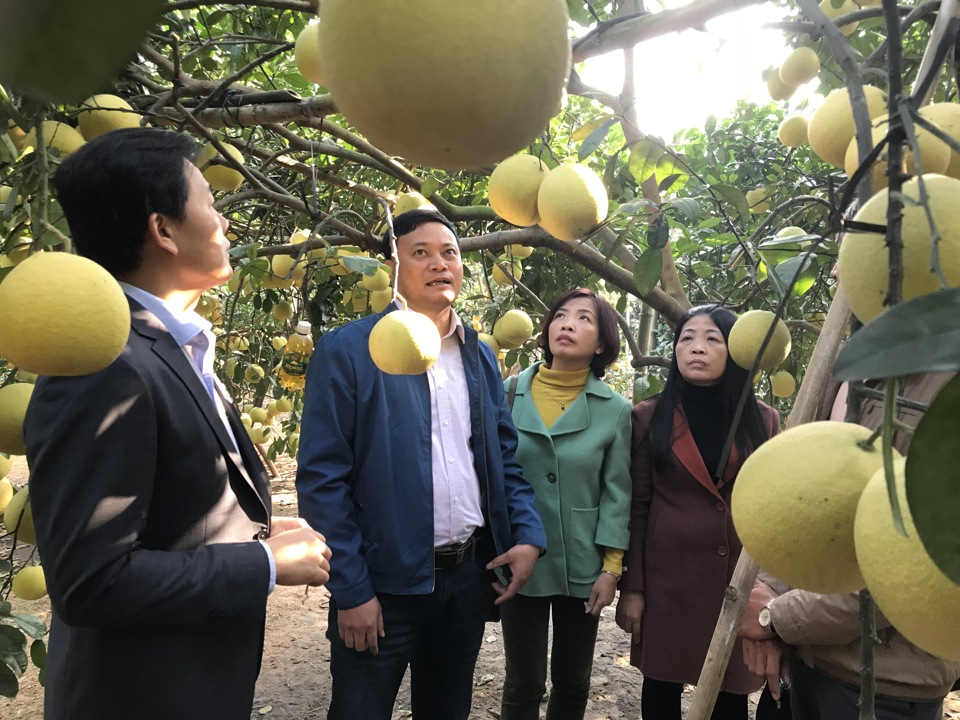 Vùng trồng bưởi tập trung tại huyện Phúc Thọ, Hà Nội. Ảnh: Ngọc Ánh