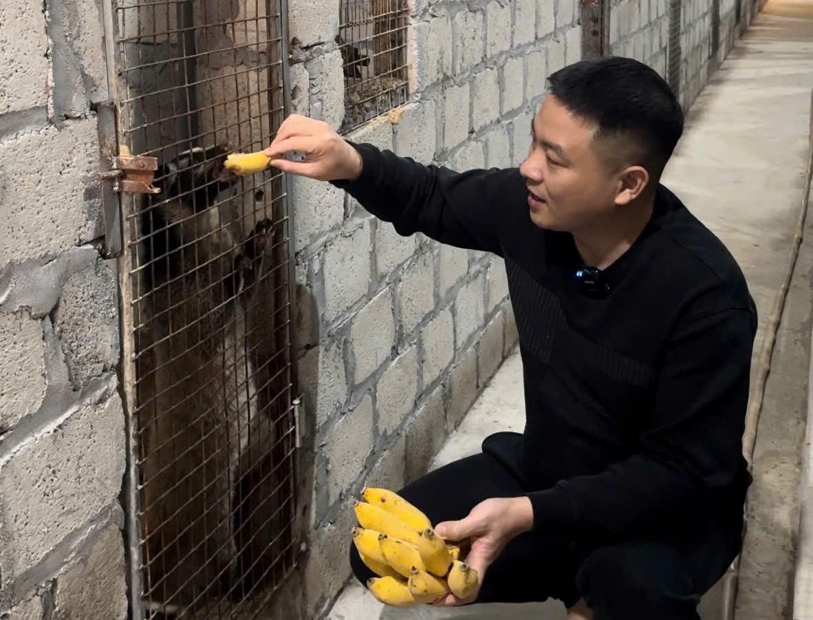 Ông Nguyễn Hoàng Tú, thôn Cây Thị, xã Hợp Thành, huyện Sơn Dương, tỉnh Tuyên Quang chăm sóc Cày Hương, Cày vòi Mốc Ông Nguyễn Hoàng Tú, thôn Cây Thị, xã Hợp Thành, huyện Sơn Dương, tỉnh Tuyên Quang chăm sóc Cày Hương, Cày vòi Mốc