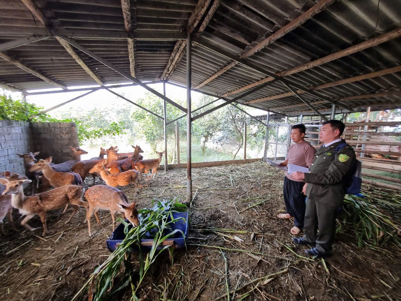 Cán bộ Hạt Kiểm lâm thành phố Tuyên Quang đi kiểm tra tại một hộ nuôi Hươu Cán bộ Hạt Kiểm lâm thành phố Tuyên Quang đi kiểm tra tại một hộ nuôi Hươu