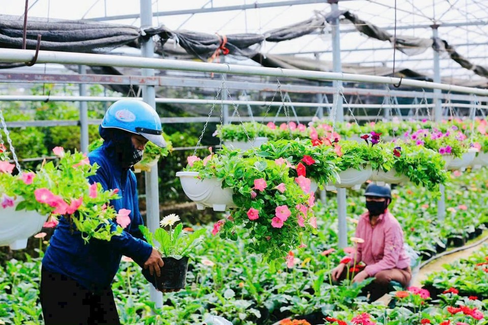 Khu nhà vườn trồng hoa của hộ anh Kiều Bình Thanh, xã Tích Giang, huyện Phúc Thọ. Ảnh: Ngọc Ánh