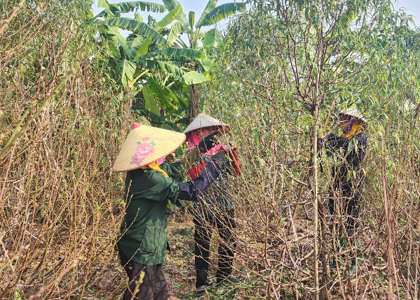 Vựa đào Thái Bình tất bật vào vụ Tết, thương lái đặt cả vườn- Ảnh 1. Vựa đào Thái Bình tất bật vào vụ Tết, thương lái đặt cả vườn- Ảnh 1.
