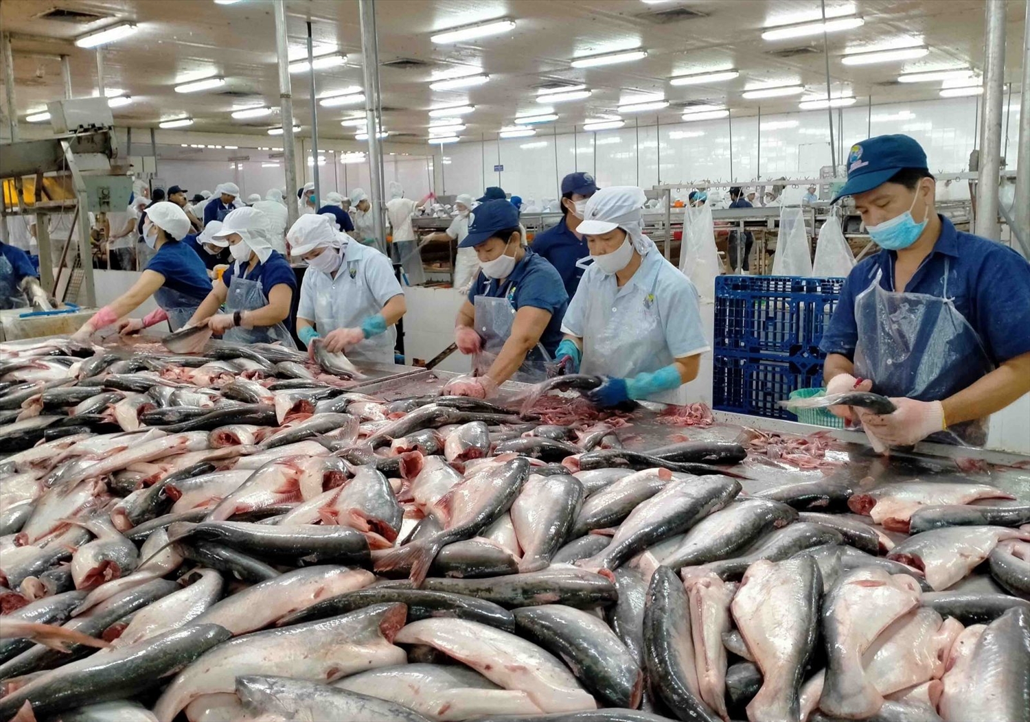 Xuất khẩu cá tra đóng góp lớn vào kim ngạch xuất khẩu thủy sản (Ảnh IT) Xuất khẩu cá tra đóng góp lớn vào kim ngạch xuất khẩu thủy sản (Ảnh IT)