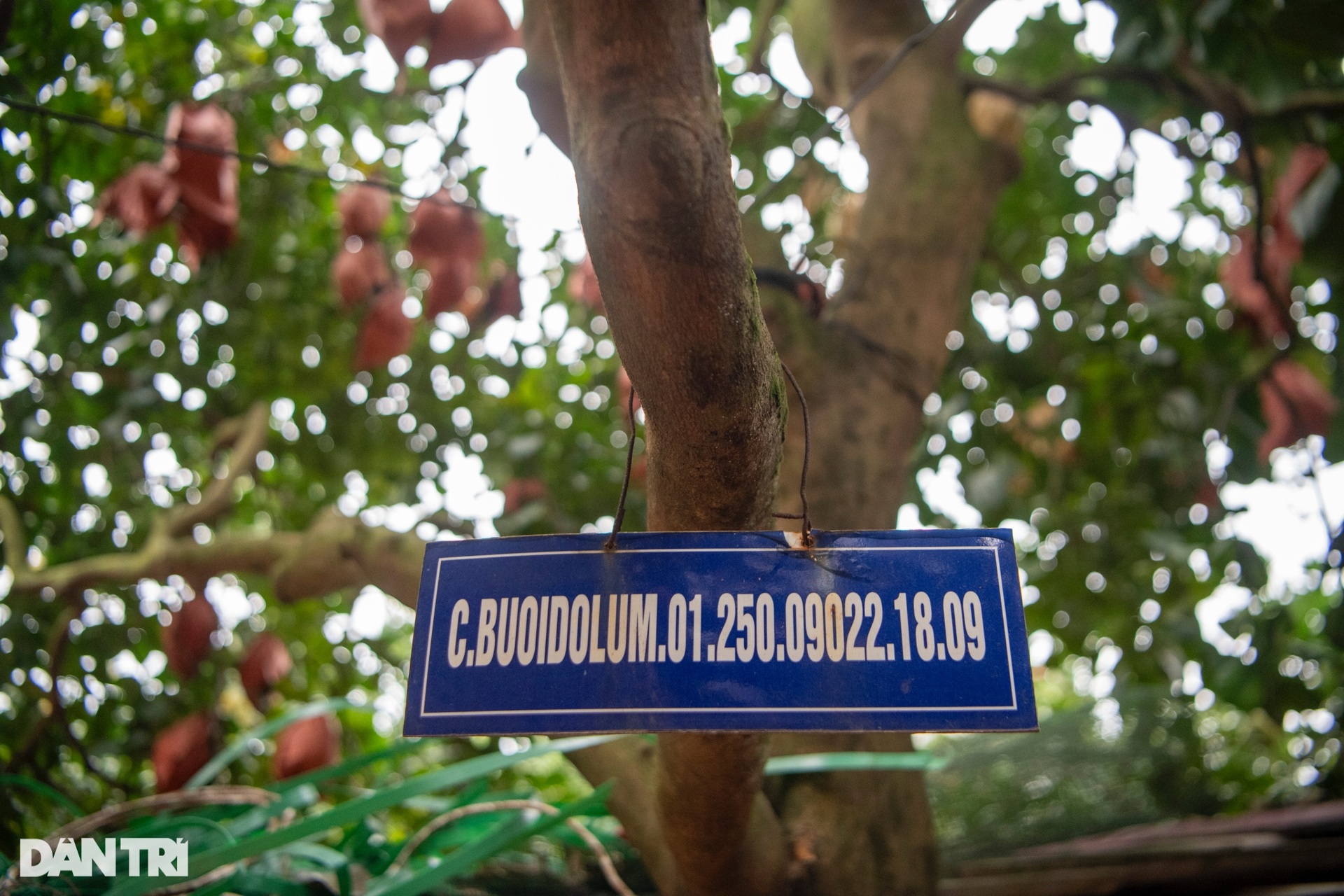 Nông dân Hà Nội trồng loại bưởi lạ, không nhận khách đặt mua do cháy hàng - 5 Nông dân Hà Nội trồng loại bưởi lạ, không nhận khách đặt mua do cháy hàng - 5