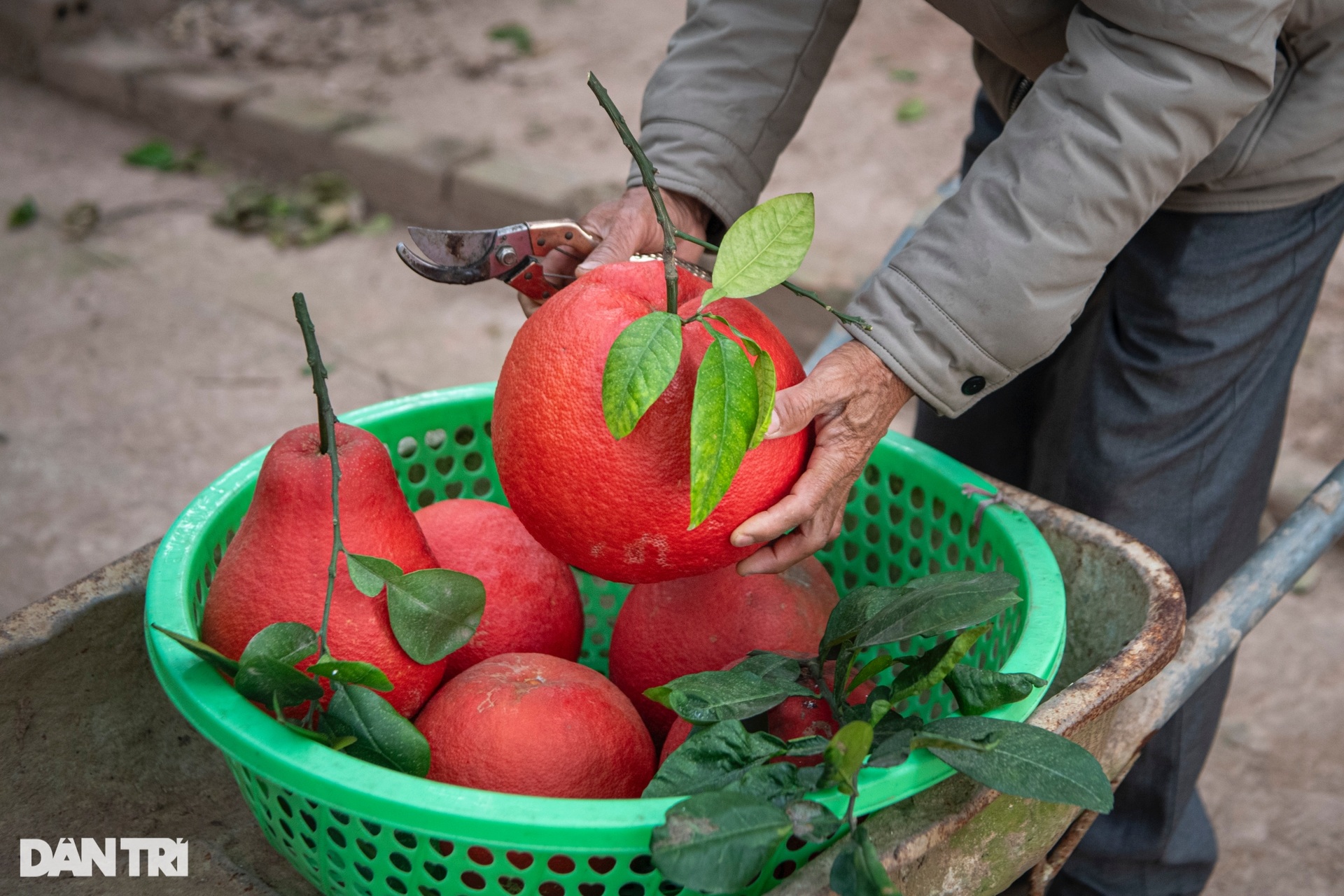 Nông dân Hà Nội trồng loại bưởi lạ, không nhận khách đặt mua do cháy hàng - 6 Nông dân Hà Nội trồng loại bưởi lạ, không nhận khách đặt mua do cháy hàng - 6