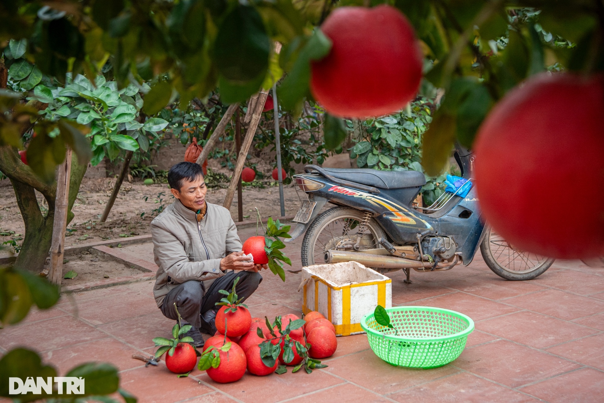 Nông dân Hà Nội trồng loại bưởi lạ, không nhận khách đặt mua do cháy hàng - 7 Nông dân Hà Nội trồng loại bưởi lạ, không nhận khách đặt mua do cháy hàng - 7