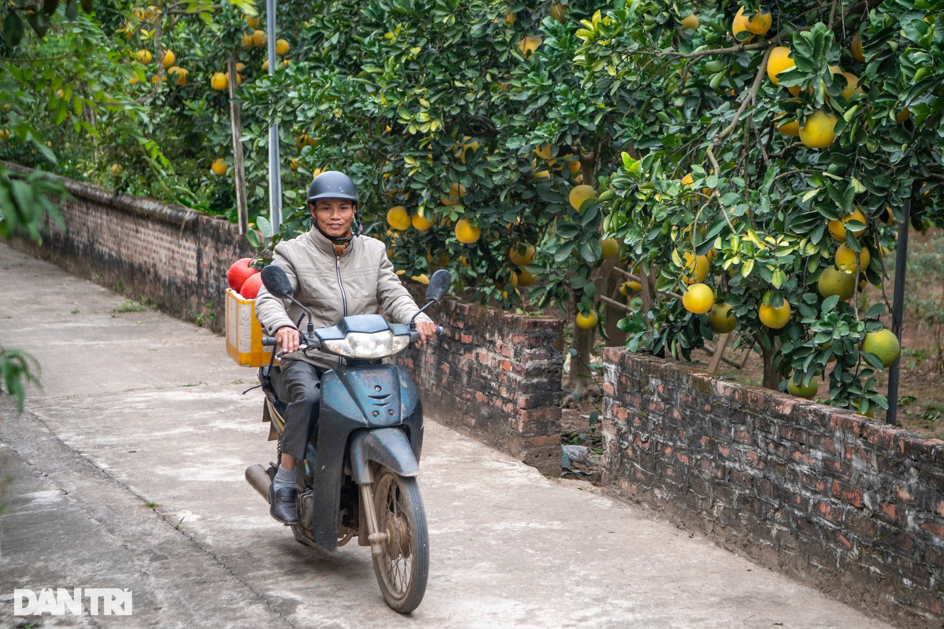 Nông dân Hà Nội trồng loại bưởi lạ, không nhận khách đặt mua do cháy hàng - 8 Nông dân Hà Nội trồng loại bưởi lạ, không nhận khách đặt mua do cháy hàng - 8
