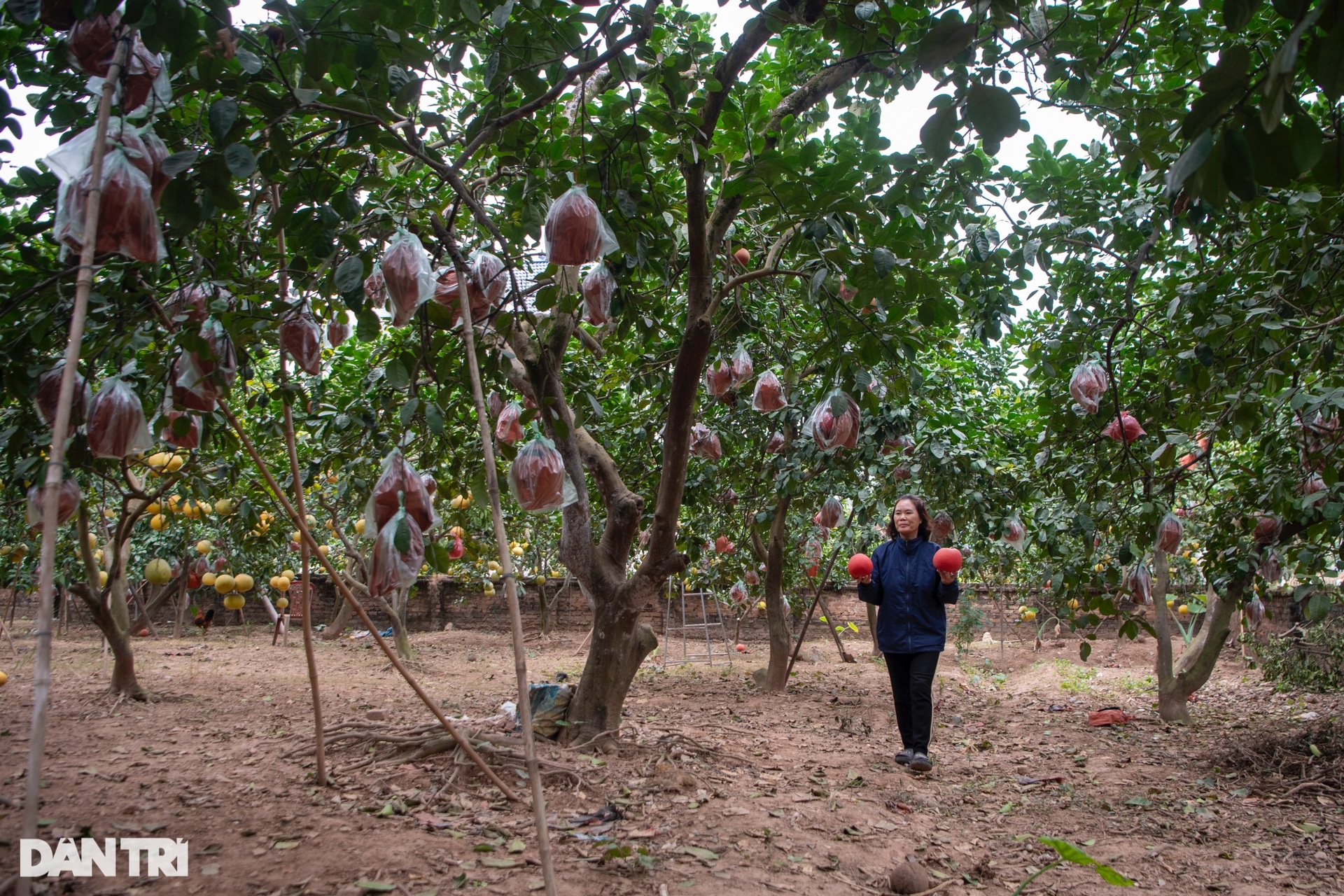 Nông dân Hà Nội trồng loại bưởi lạ, không nhận khách đặt mua do cháy hàng - 9 Nông dân Hà Nội trồng loại bưởi lạ, không nhận khách đặt mua do cháy hàng - 9