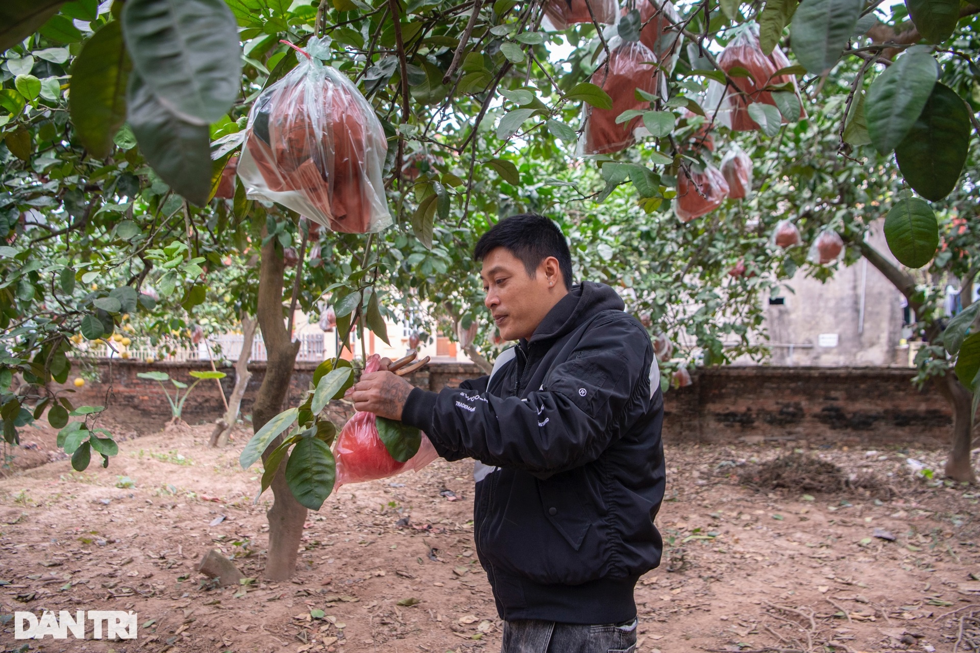 Nông dân Hà Nội trồng loại bưởi lạ, không nhận khách đặt mua do cháy hàng - 11 Nông dân Hà Nội trồng loại bưởi lạ, không nhận khách đặt mua do cháy hàng - 11
