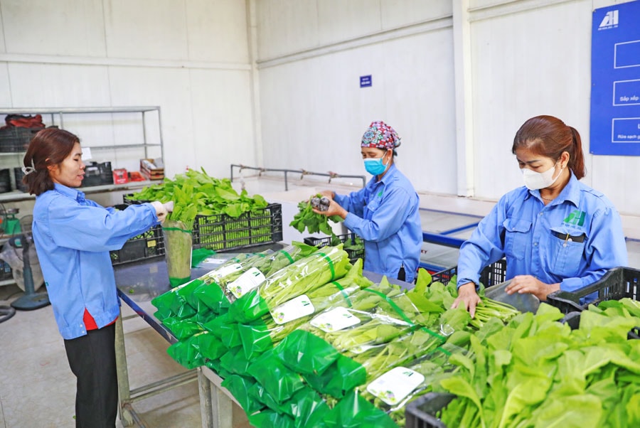 Chủ động phát triển vùng nguyên liệu cho sản phẩm OCOP Chủ động phát triển vùng nguyên liệu cho sản phẩm OCOP