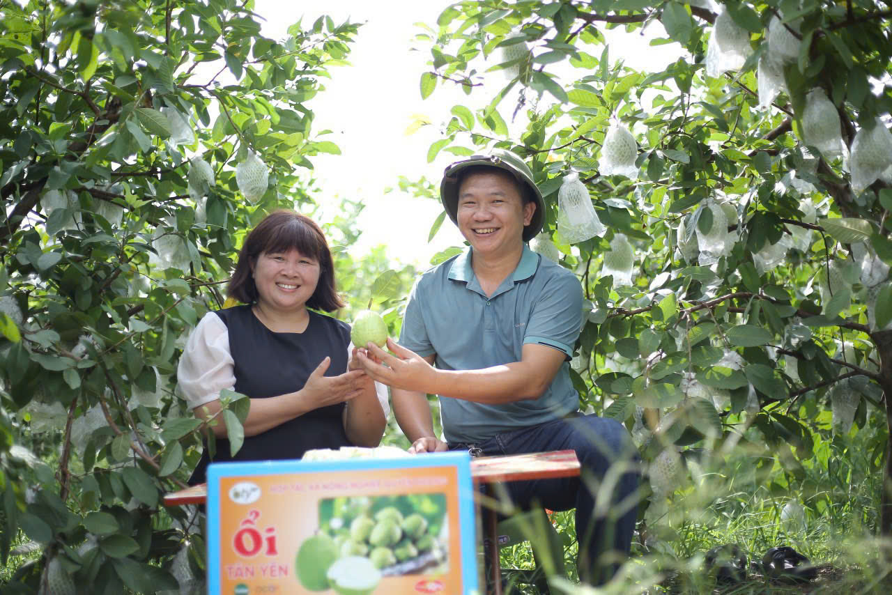 Sản phẩm OCOP có thương hiệu, nông dân một huyện ở Bắc Giang bán cả nghìn tấn ổi hết nhanh vèo vèo - Vietnam.vn Sản phẩm OCOP có thương hiệu, nông dân một huyện ở Bắc Giang bán cả nghìn tấn ổi hết nhanh vèo vèo