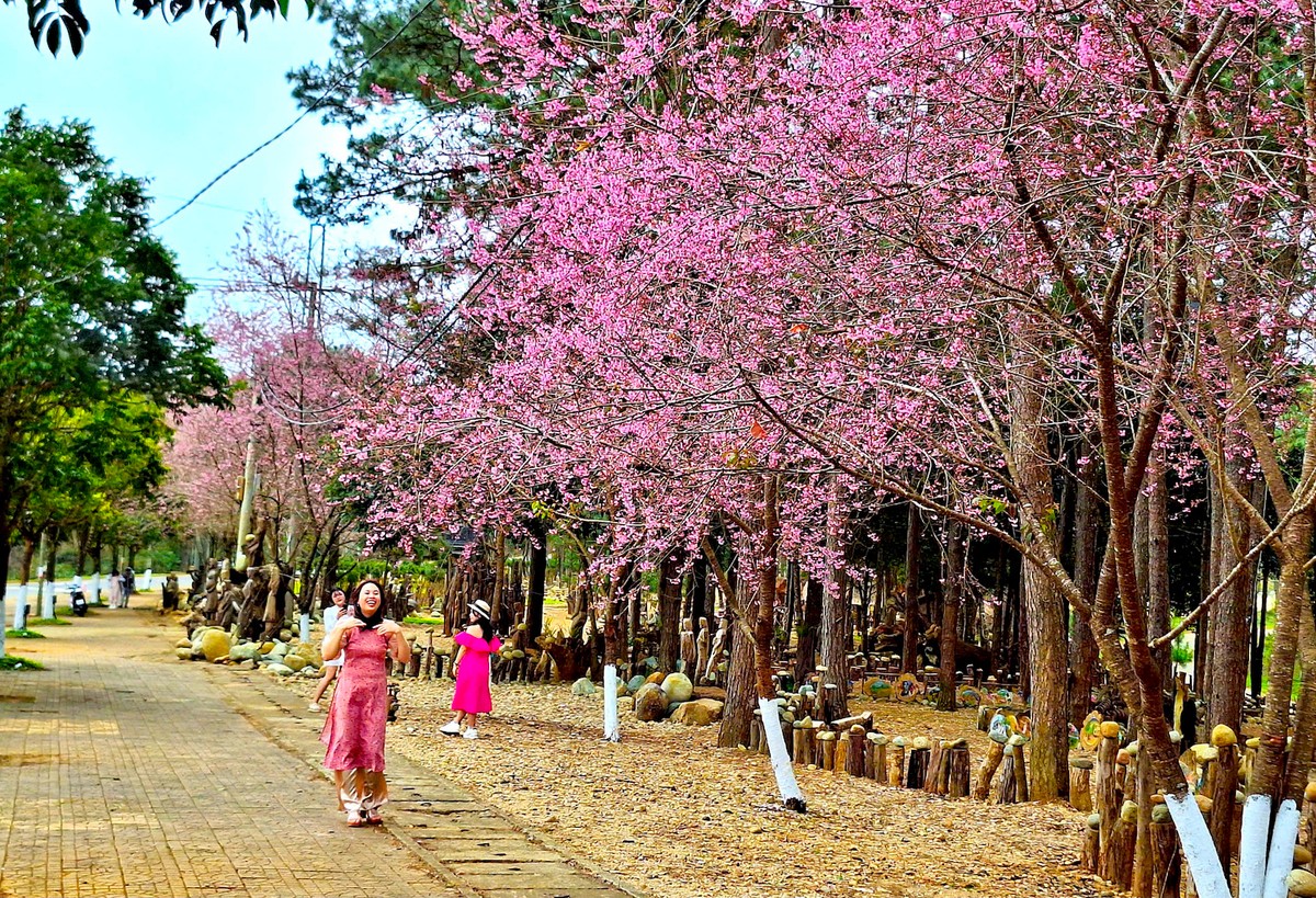 Mê đắm ngắm mai anh đào 'nhuộm hồng' cả thị trấn Măng Đen ảnh 8