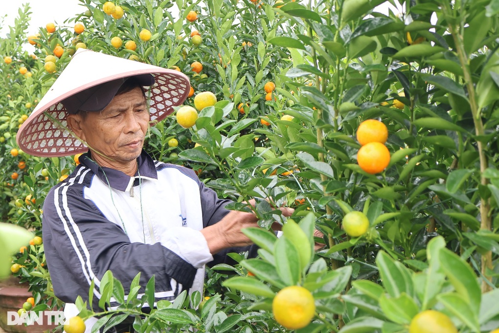 Thương lái chốt vườn từ sớm, thủ phủ quất miền Trung tất bật vào vụ Tết - 2 Thương lái chốt vườn từ sớm, thủ phủ quất miền Trung tất bật vào vụ Tết - 2